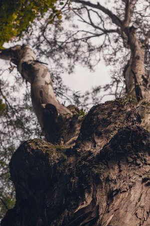 Knobby tree seen from below towards the sky with thin branches and few leaves