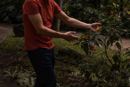 Latin man checking plant with yellow leaves in Colombian park