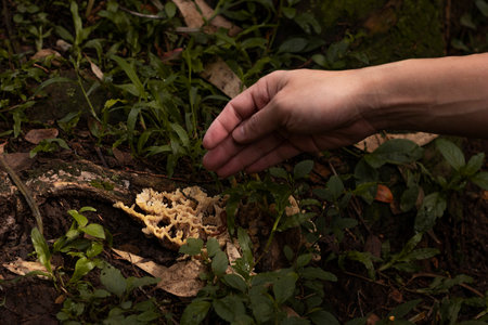 Man wants to remove fungus from a tree root in the Colombian rainforest