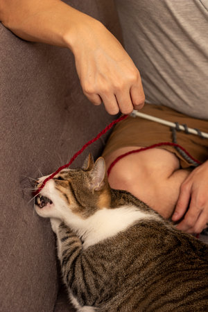 Cat playing on the sofa in the house with balls of woolの写真素材