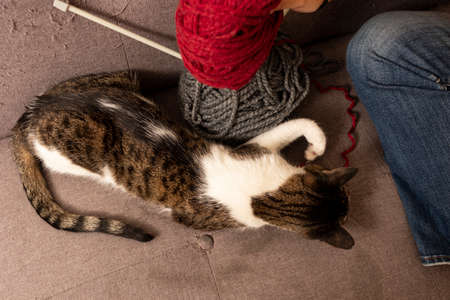 Woman playing her cat with balls of wool on the sofa at homeの写真素材