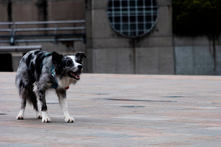 Canine fun in the urban landscape: Border Collie playing with orange ball in Medellin's industrial zoneの写真素材