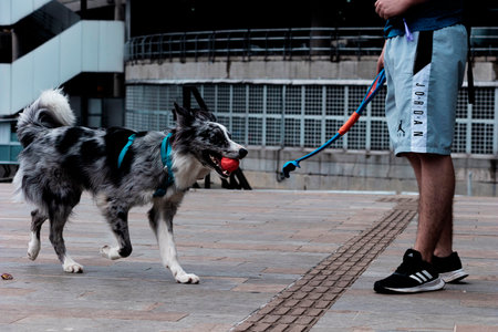 A playful Border Collie enjoys a game of fetch with its trainer in the city of Medellinの写真素材