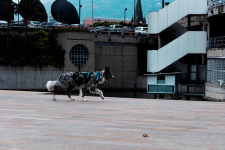 beautiful Border Collie dog walking around the industrial zone of Medellin, searching for its owner.