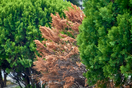 Capture the contrast of life and decay in nature with this intriguing image showcasing two vibrant...