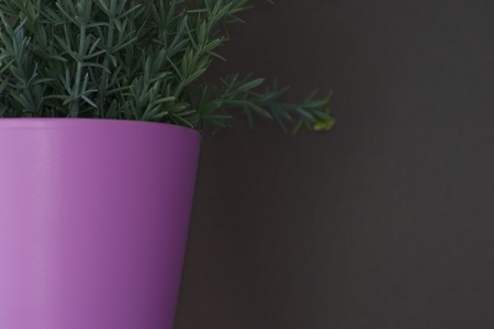 Pink flowerpot closeupの写真素材