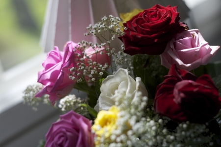 Colorful roses at beautiful daylightの写真素材