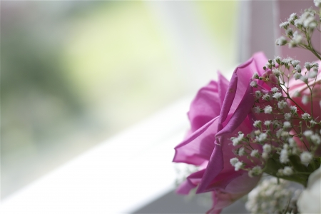 Beautiful lonely pink rose in front of the windowの写真素材