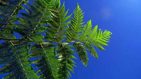 Green fern leafs against blue sky