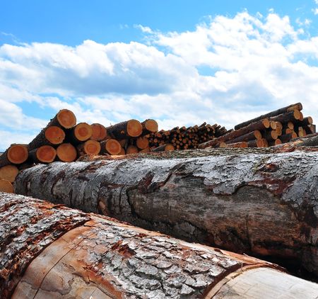 A shot of huge trunks at a german sawmill