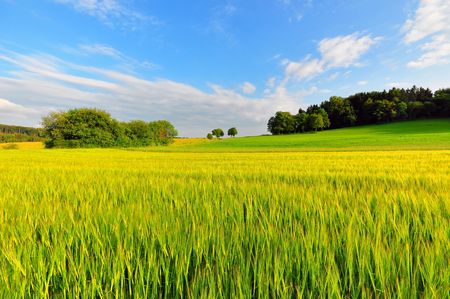 A wheat field in early summer on the heights of the swabian alb, Baden-Wuerttemberg, Germany