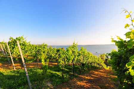 Grapevines at Lake Constance in the Friedrichshafen areaの写真素材