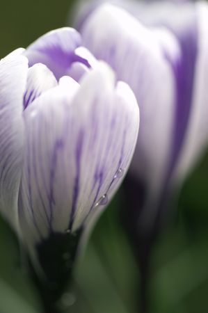 Crocus flowersの写真素材