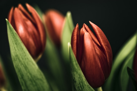 Red tulipsの写真素材