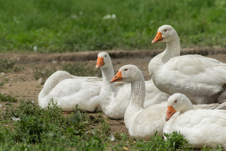 Herd of goose laying on grass on sunny afternoonの写真素材