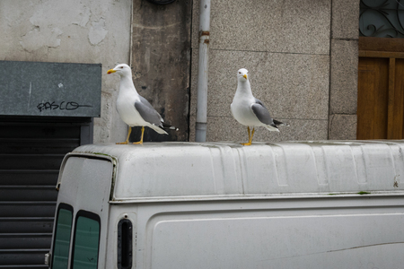 Checky Seagulls on top of a transporter on the streets of Porto, Portogualの写真素材