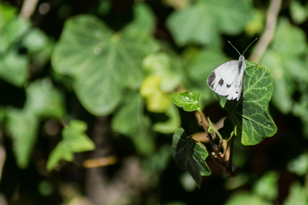 White butterfly resting on green leafの写真素材