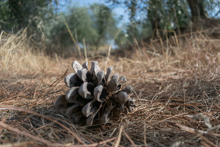 Pine Cone laying on ground in olive tree forestの写真素材