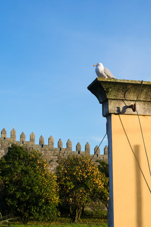 Gull sitting on standalone wand with background of orange treesの写真素材