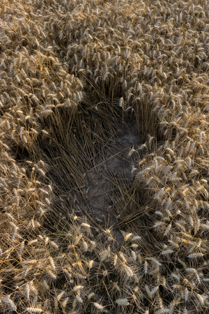 Space Gape Field Wheat Above Copy Harvest Agriculture Center.の写真素材