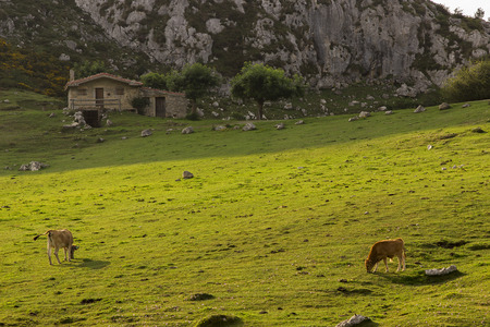 Home.の写真素材