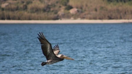 A brown pelican in flight over the Pacific Ocean near Mazatlan, Mexicoの写真素材