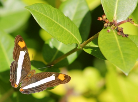 A brown butterfly  Adelpha Basiloides  commonly known as Spot-celled Sister rests on a glossy leaf in Mexicoの写真素材