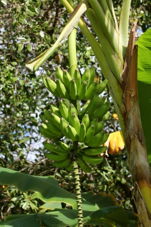 Green bananas on a treeの写真素材