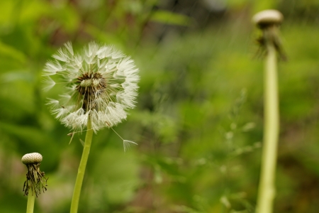 Close up of a wet dandelion after a light rain, with dewy drops still clinging to the seeds の写真素材