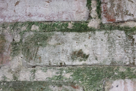 Close up of a section of a moss covered brick wallの写真素材