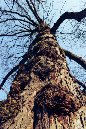 An Old Creepy Tree Without Leafsの写真素材