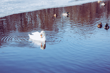 A White Swan With Ducks Mallards. Swimming In The Pondの写真素材