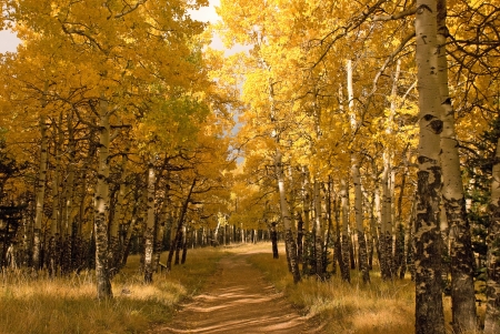 hiking trail through Aspen forest during the Fall at Mueller State Park Colorado with colorful yellow foliageの写真素材