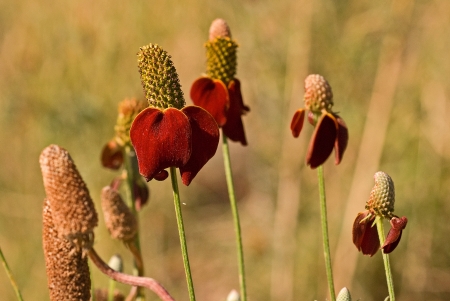 Beautiful red coneflowers reach to the sky near Perry Park, Coloradoの写真素材