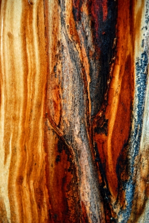 Foraging elk strip the bark from aspen trees in the winter months at Meuller State Park, near Divide, COlorado の写真素材