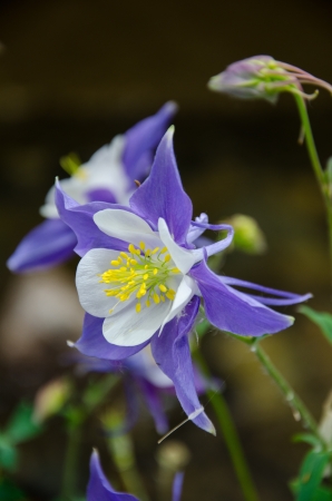 Close-up of beautiful blue columbines bloom over the banks of a stream near Crested Butte, Coloradoの写真素材