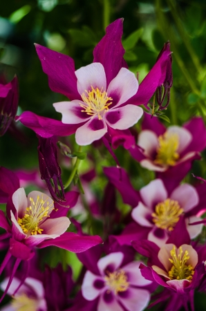 Macro Close-ups of purple in the columbines blooming in the Springの写真素材