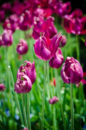 A beautiful field of purple tulips blooms in Springの写真素材