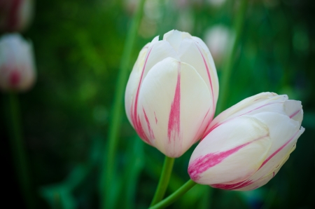A pair of off-centered pink and white tulips against a green background の写真素材
