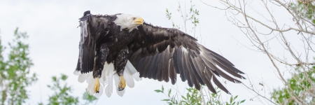 A magnificent bald eagle comes in for a landing on a dead tree branch that overlooks a field of long grass の写真素材