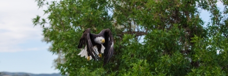 A noble bald eagle shows his attack speed and form as he focuses on his prey 