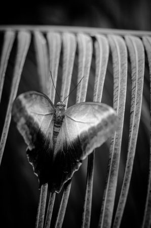 Black and white image of large Tawny Owl Butterfly, Caligo memnon, native of Central to South...