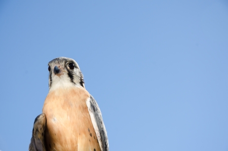 The smallest north american hawk is the American kestrel hawk  Falco sparverius  or sparrow hawk  Photographed against a beautiful blue sky の写真素材