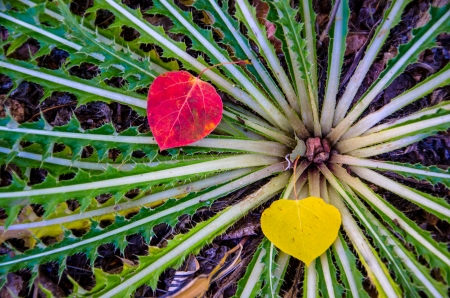 An abstract view of plant on forest floor with red and yellow aspen leaves