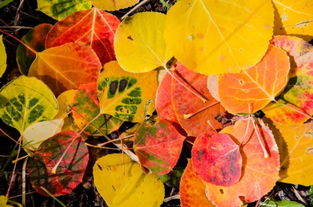 A variety of multi-colored aspen leavesand patterns on the forest floor in the Mt. Pisgah Cemetary, Cripple Creek, Coloradoの写真素材
