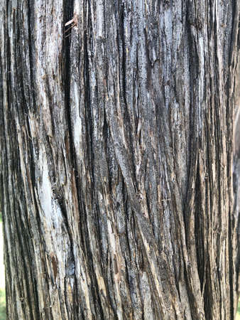 texture of tree bark up closeの写真素材
