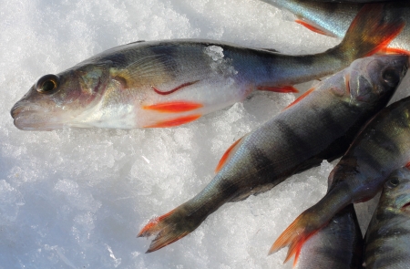 An European perch and a fish leech on snow