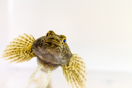 An European bullhead fish in aquariumの写真素材