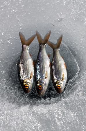 Three roach lying on ice above a line fishing hole の写真素材