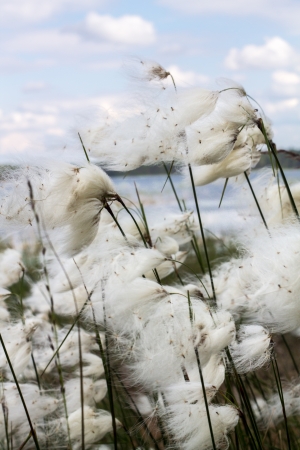 Dense bed of Common cottongrass at a lakefrontの写真素材
